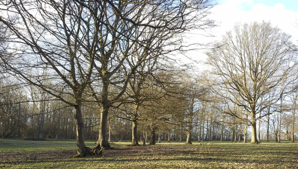 Hoggate's WoBishops Stortford Northod