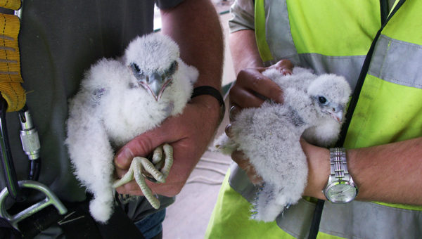 Peregrines