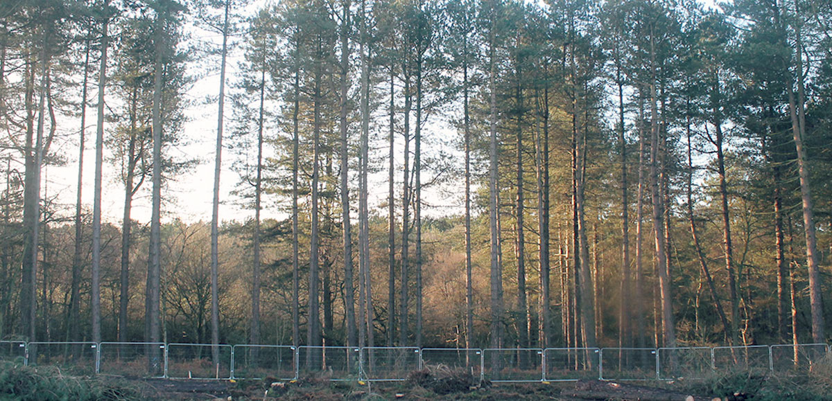 Felling License Application FPCR Environment and Design Ltd