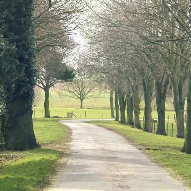 Arboricultural Services